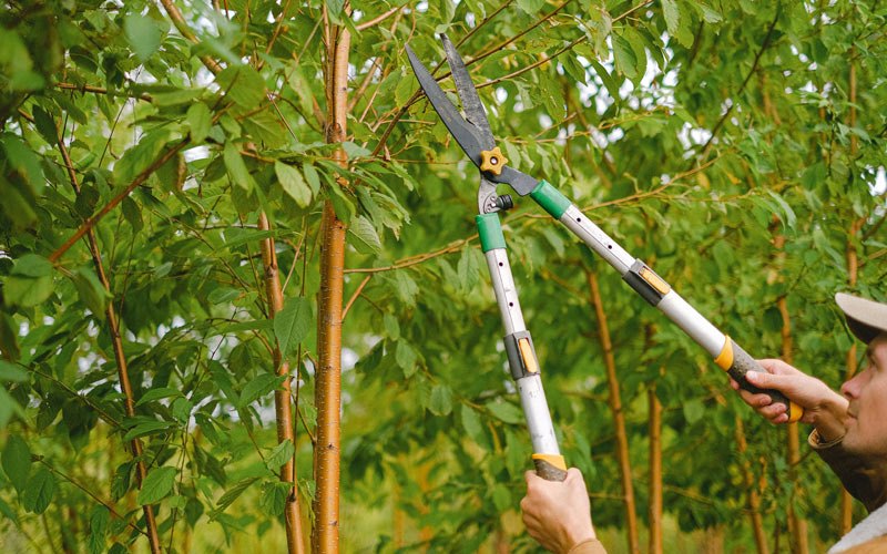 Tree trimming in Oriental, NC
