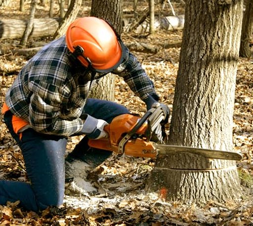Tree Removal in Oriental, NC